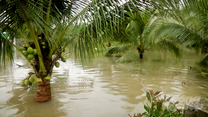 Nhiều diện tích hoa màu của người dân trên địa bàn huyện Định Quán bị ngập sâu trong nước. Ảnh: VT.