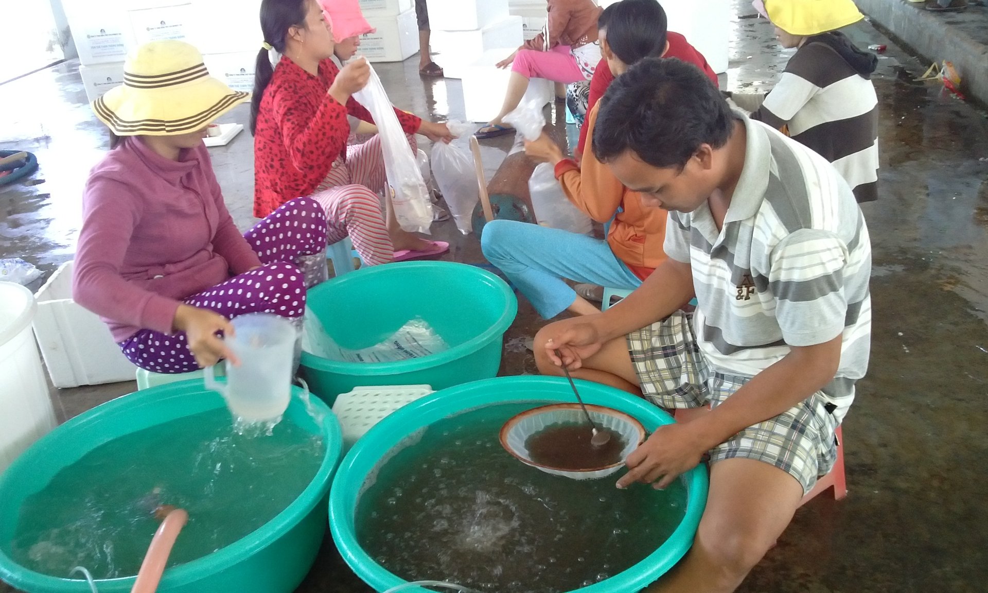 Binh Thuan will propose the local government take measures in handling the fraudulent activities in shrimp seed production and trading. Photo: KS.