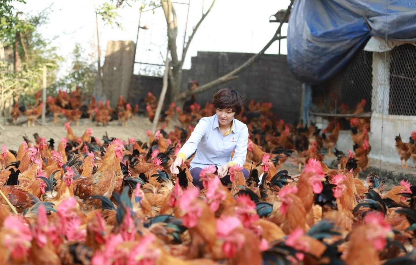 Một trang trại nuôi gà liên kết với Công ty Lượng Huệ tại Hải Phòng. Ảnh: Đinh Mười.