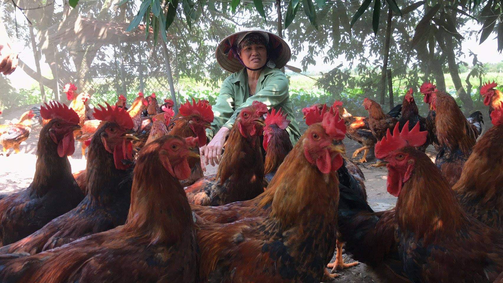 Việc chăn nuôi gà quan trọng ở khâu phòng, chống dịch bệnh và tiêu thụ. Ảnh: Đinh Mười.