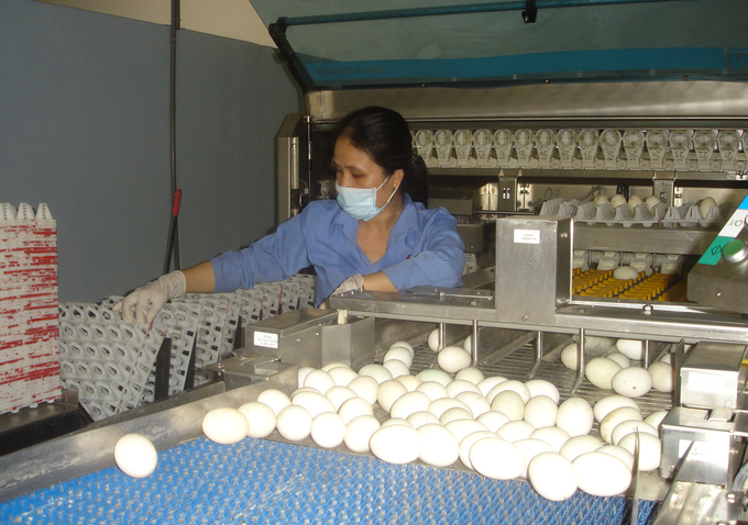 Xử lý trứng trước khi đóng gói tại một cơ sở ở Tây Ninh. Ảnh: Thanh Sơn.