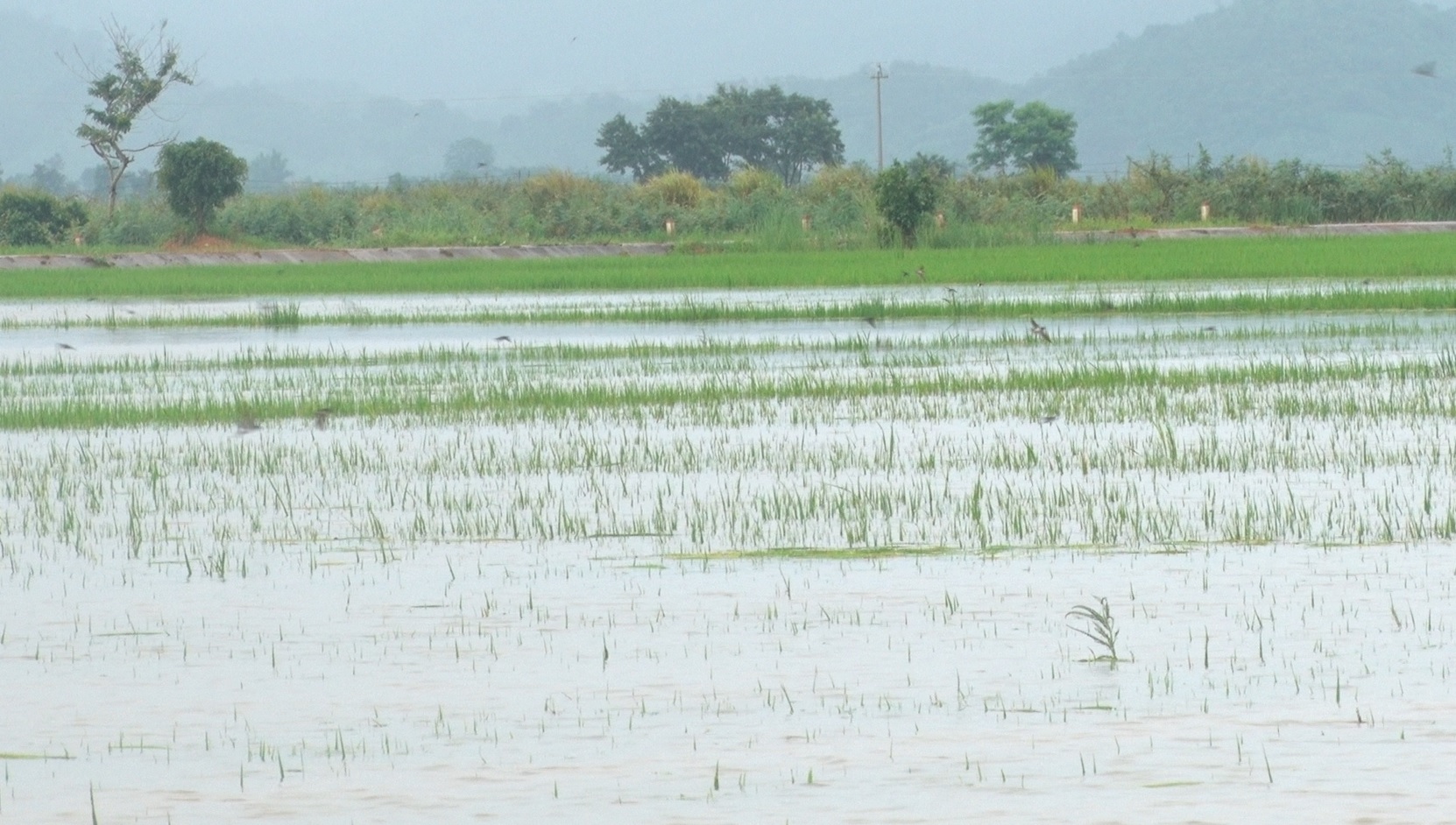 Gần 4.000ha lúa của người dân bị ngập do mưa lớn kéo dài. Ảnh: Quang Yên.