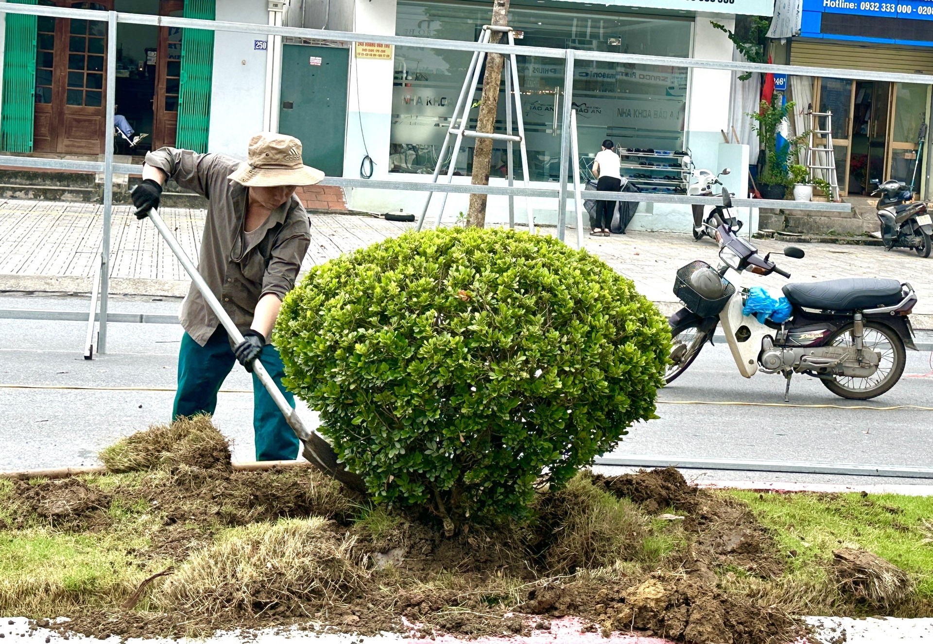 Hàng cây trên dải phân cách được di chuyển để phục vụ cho việc thi công.