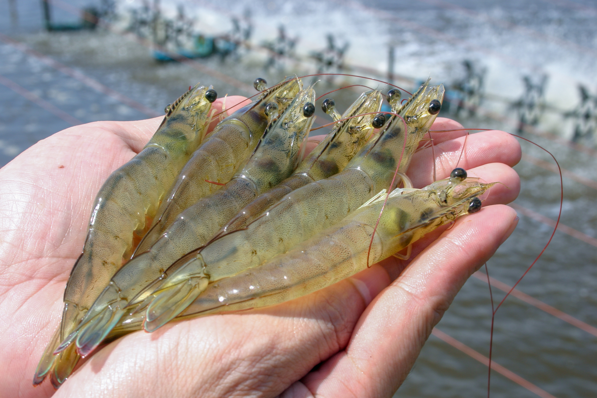 Binh Thuan shrimp is popular with farmers. Photo: KS.