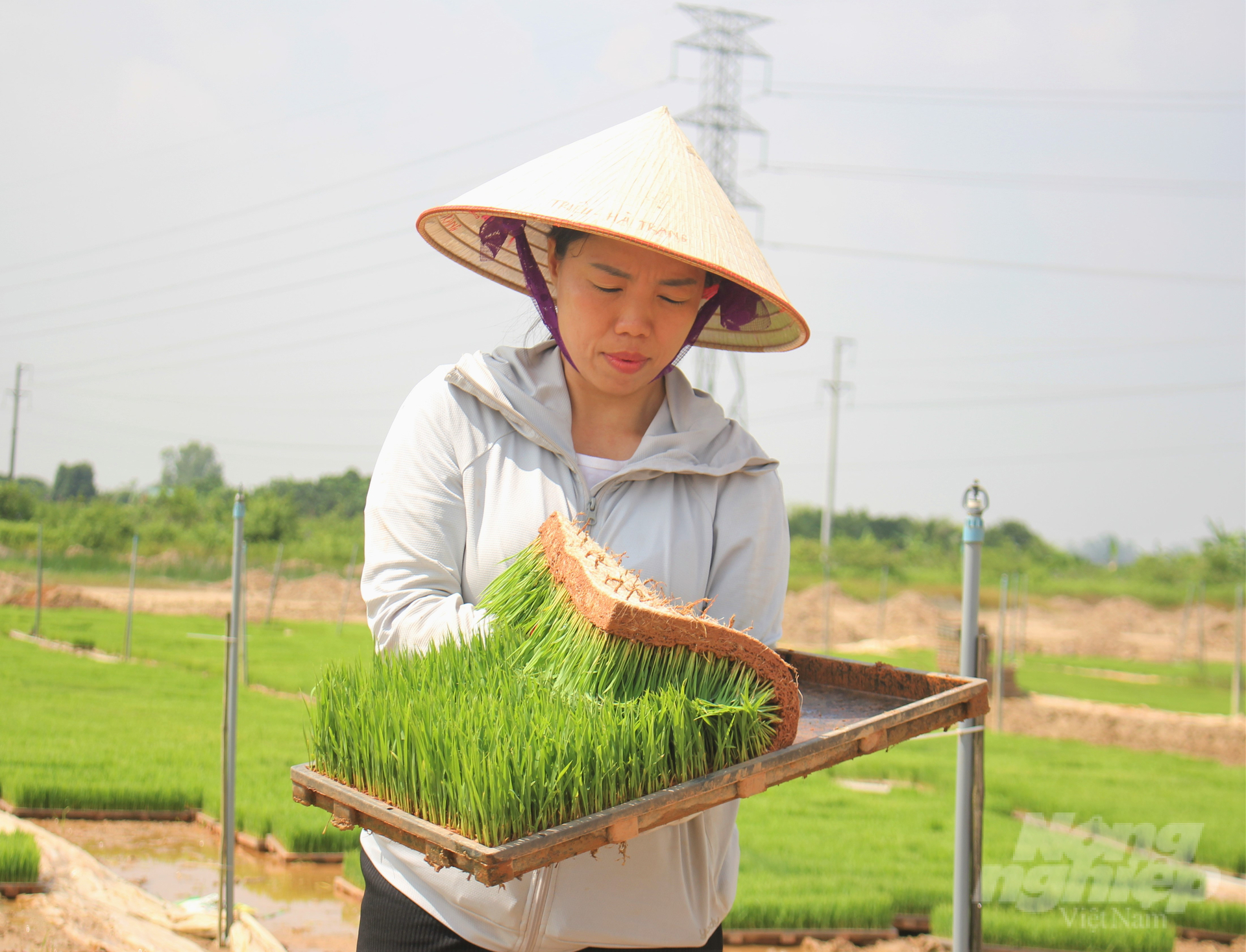 Mặc dù có nhiều ưu điểm nhưng việc mở rộng sử dụng mạ khay - máy cấy vào sản xuất vẫn rất ì ạch. Ảnh: Hoàng Anh.