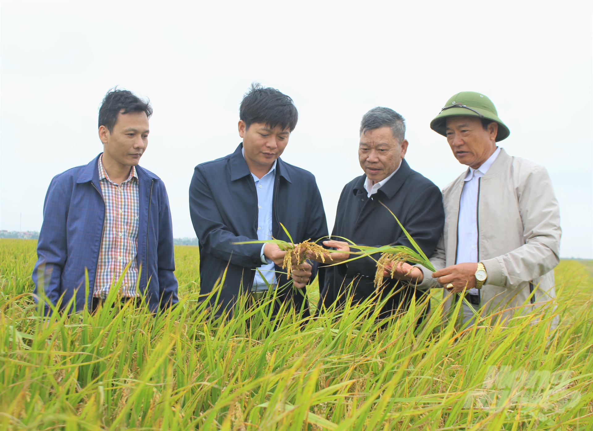 Lãnh đạo Sở NN-PTNT Ninh Bình đánh giá hiệu quả mô hình sản xuất lúa theo hướng hữu cơ, áp dụng mạ khay - cấy máy tại huyện Yên Mô vụ mùa 2022. Ảnh: Trung Quân.