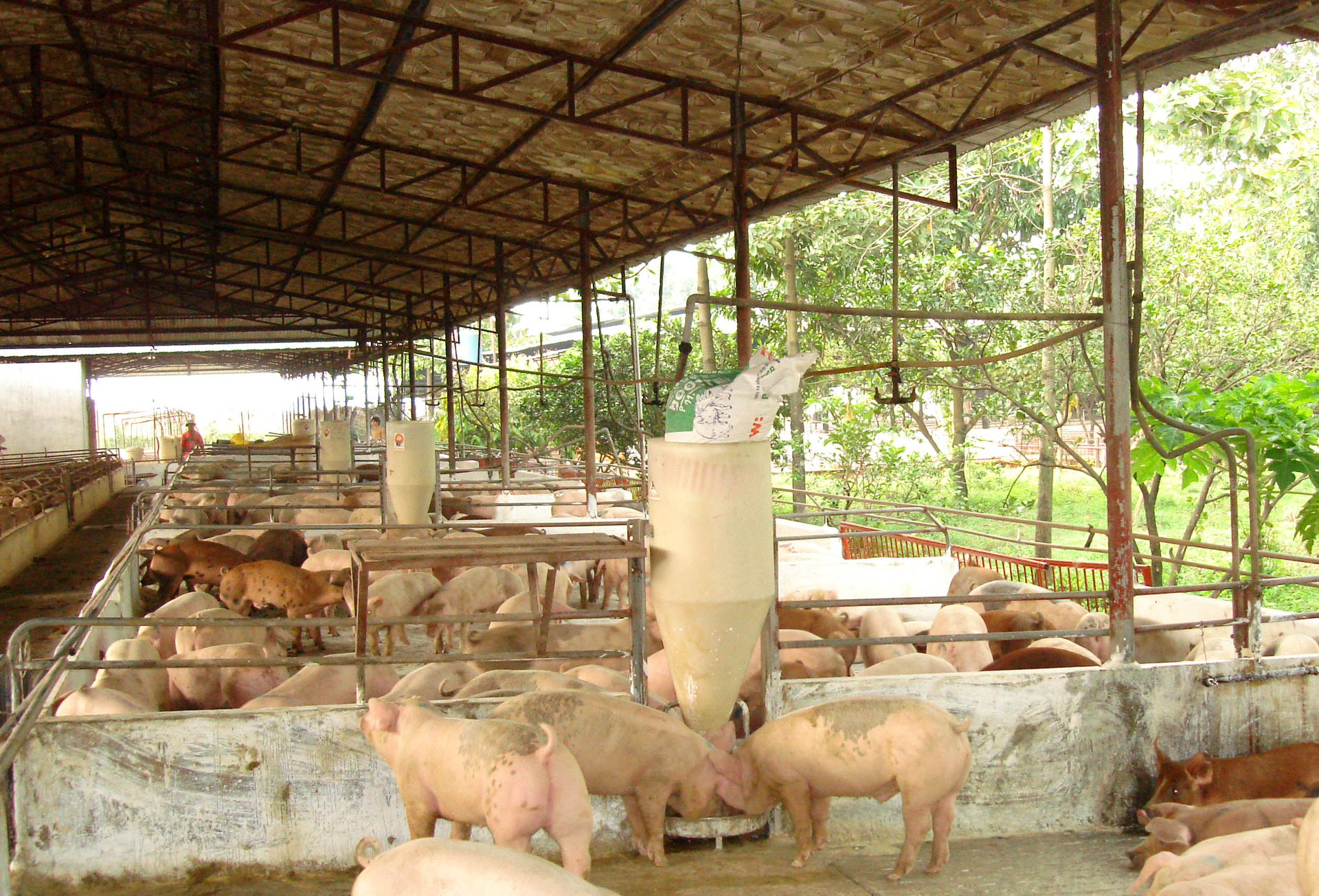 Domestic livestock production is at significant risk of being affected by pig smuggling. Photo: Son Trang.