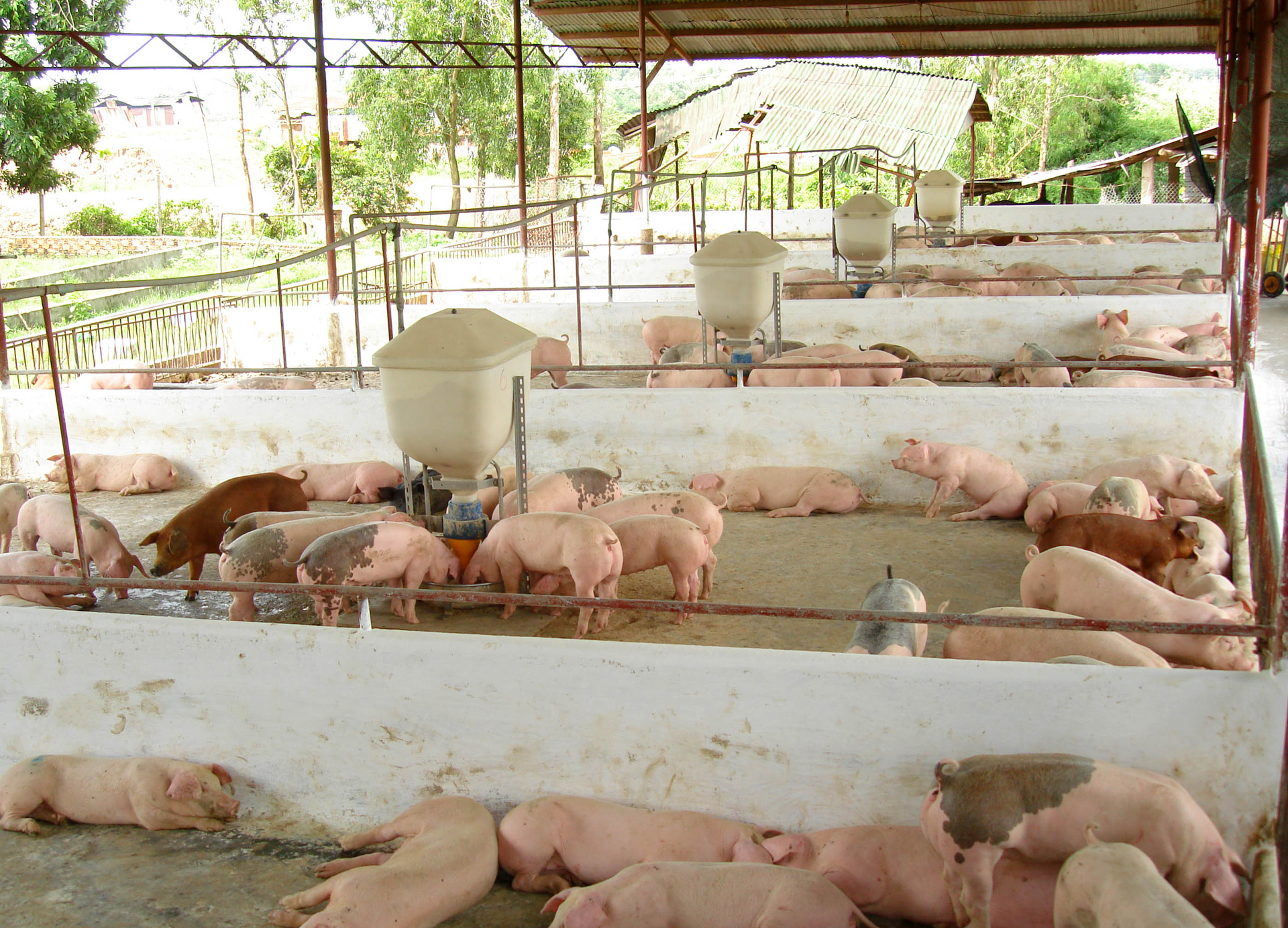 The Prime Minister requested statistics and control of the local pig herd to promptly detect fluctuations and increase the number of mutations from smuggled pigs. Photo: Son Trang.