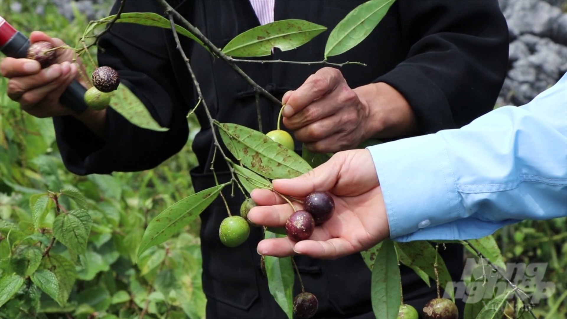 Hồng trâu là loại quả mọc nhiều tại các xã của huyện Đồng Văn, tỉnh Hà Giang. Ảnh: Thiện Ngay.