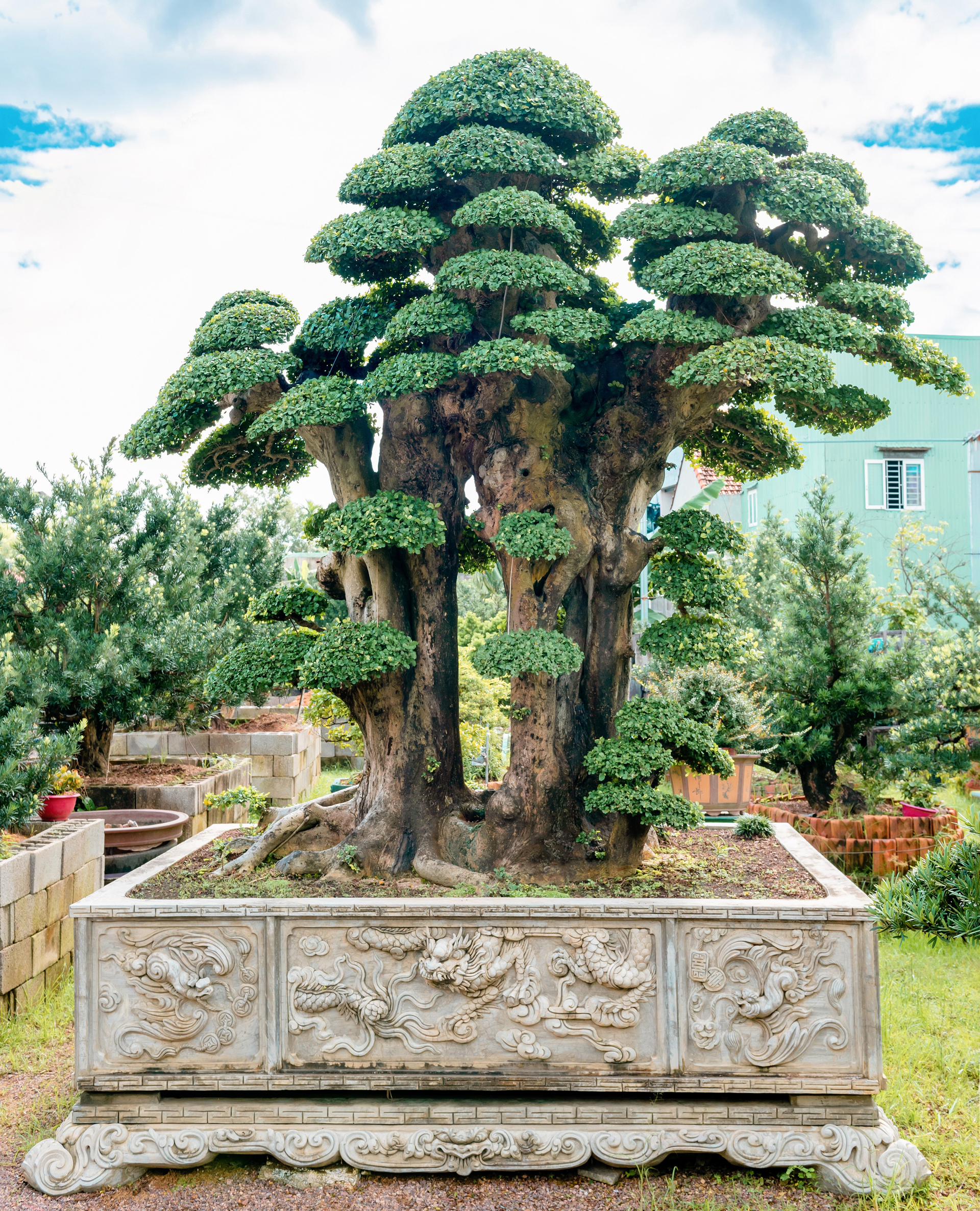 Toothbrush tree, the 'masterpiece' of gardener Toan Nguyen in Phuoc Loc commune (Tuy Phuoc district, Binh Dinh) will be displayed at the exhibition. Photo: B.T.C.