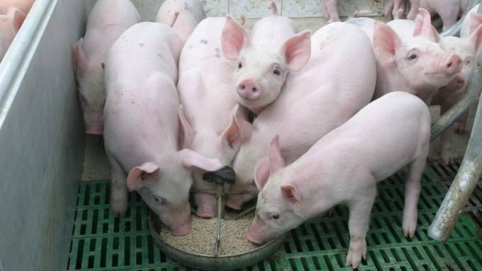 The latest price of live pork in three regions on 08/2/2023