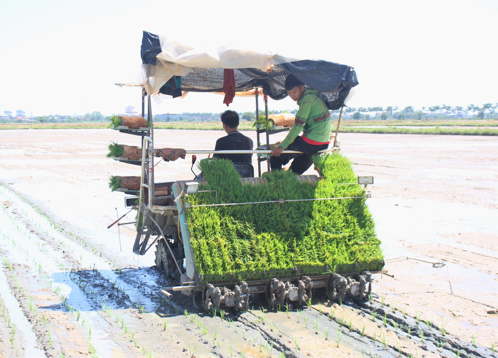 Many difficulties and obstacles in land accumulation and concentration are hindering the introduction of gender into production. Photo: Hoang Anh.