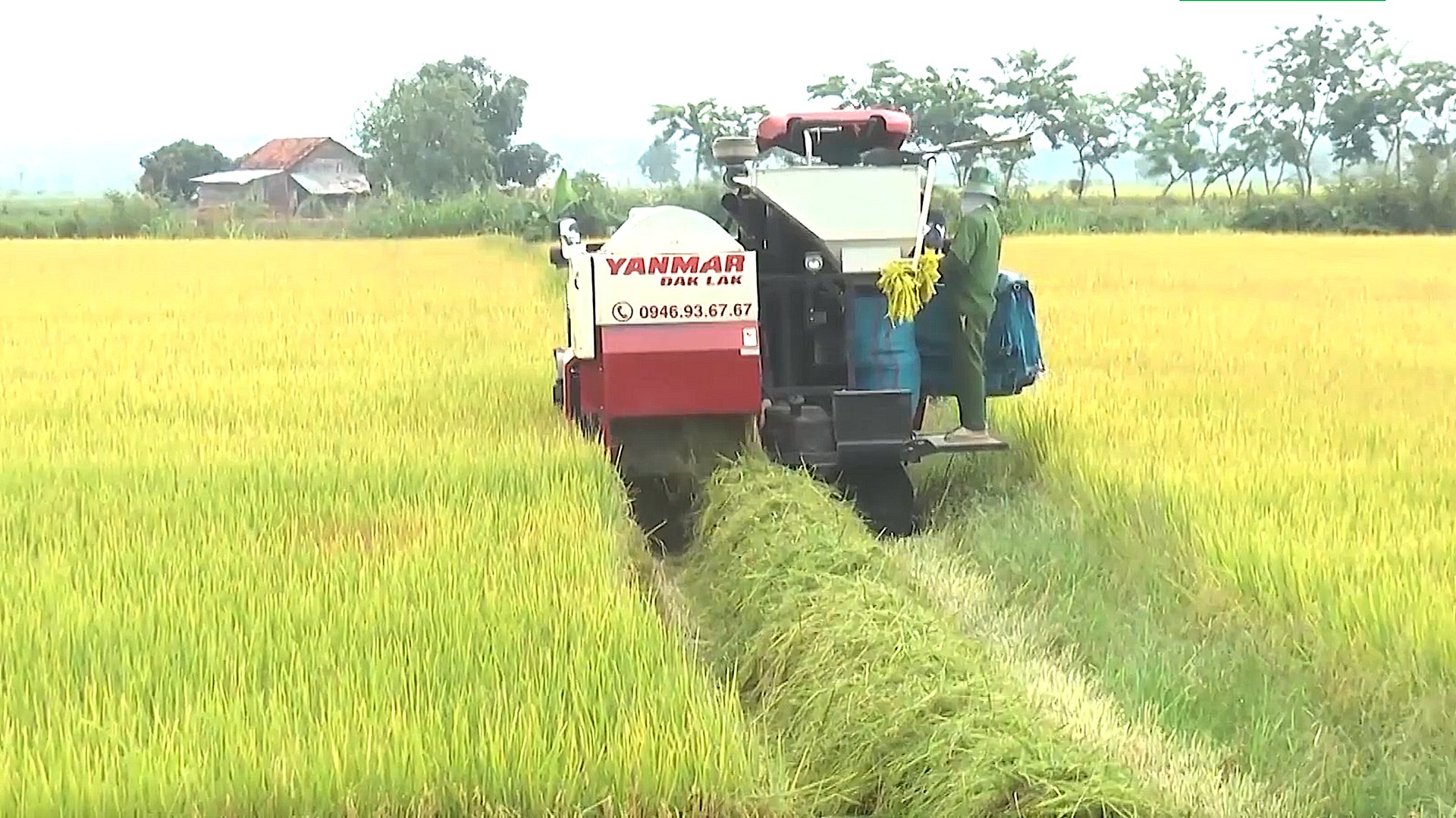 Năng suất giống lúa ST trồng tại Buôn Choah thậm chí còn cao hơn cả ở vựa lúa miền Tây. Ảnh: Hồng Thủy.