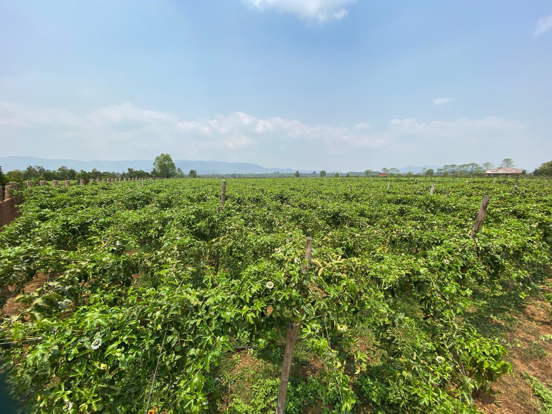 Gia Lai province has over 5,000 hectares of passion fruit. Photo: Tuan Anh.