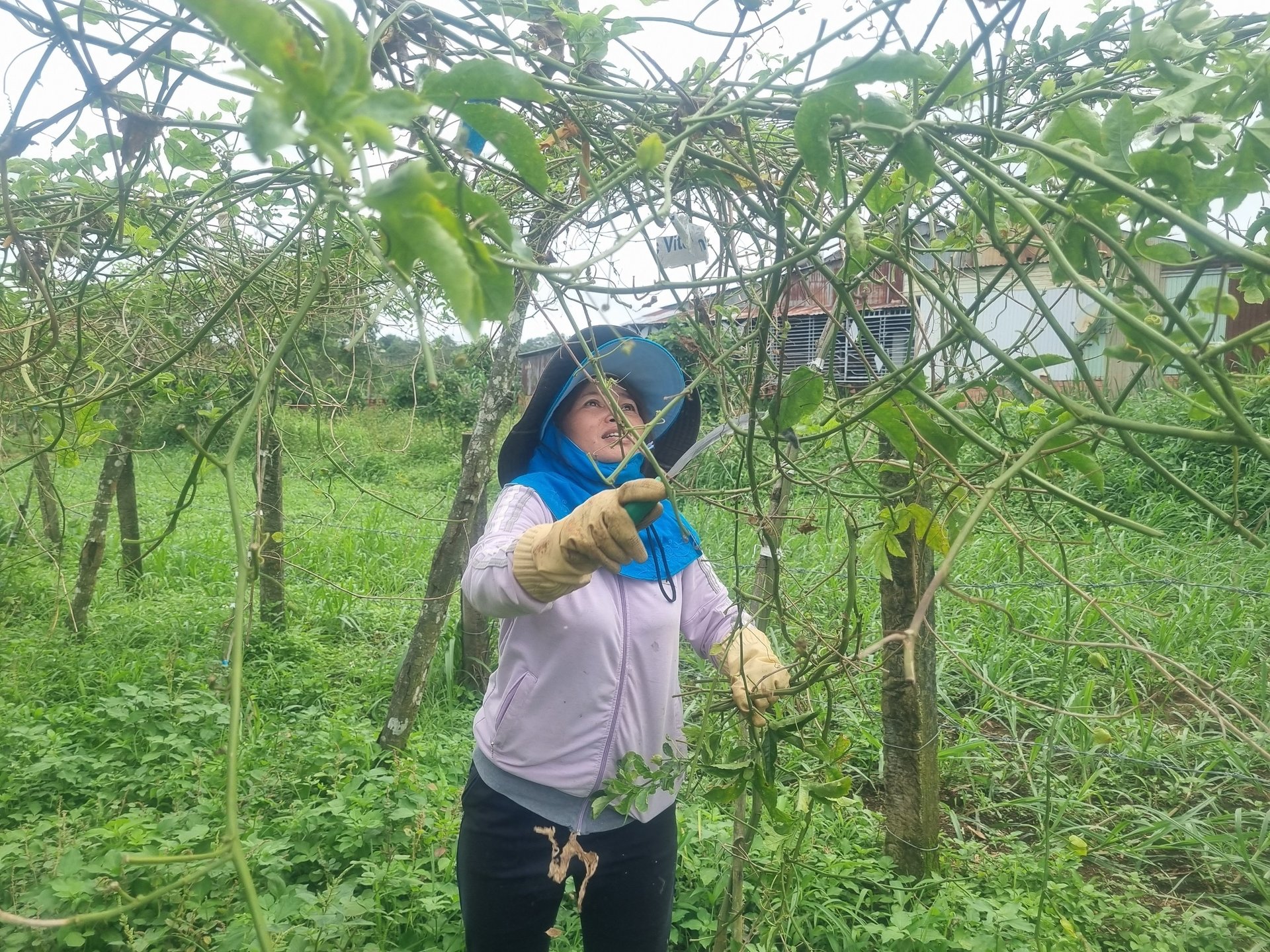 Many households have decided to destroy the passion fruit garden to switch to growing crops. Photo: Tuan Anh.