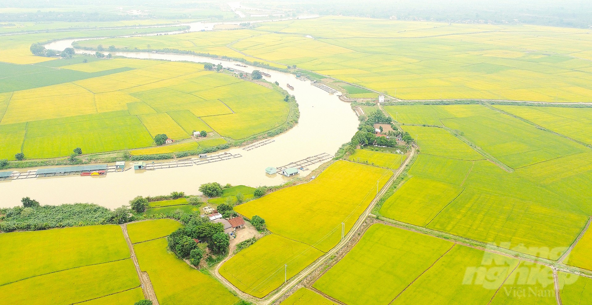 ST rice field of Buon Choah Agricultural Cooperative on the K'rong No River. Photo: Hong Thuy.