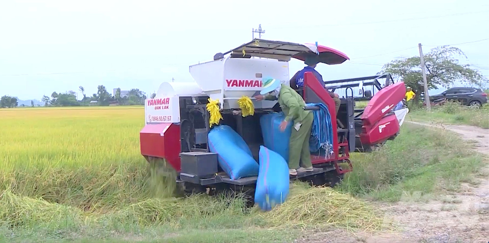 Since changing farming methods and applying scientific and technical processes, along with suitable rice varieties, Buon Choah farmers are getting better and better. Photo: Hong Thuy.