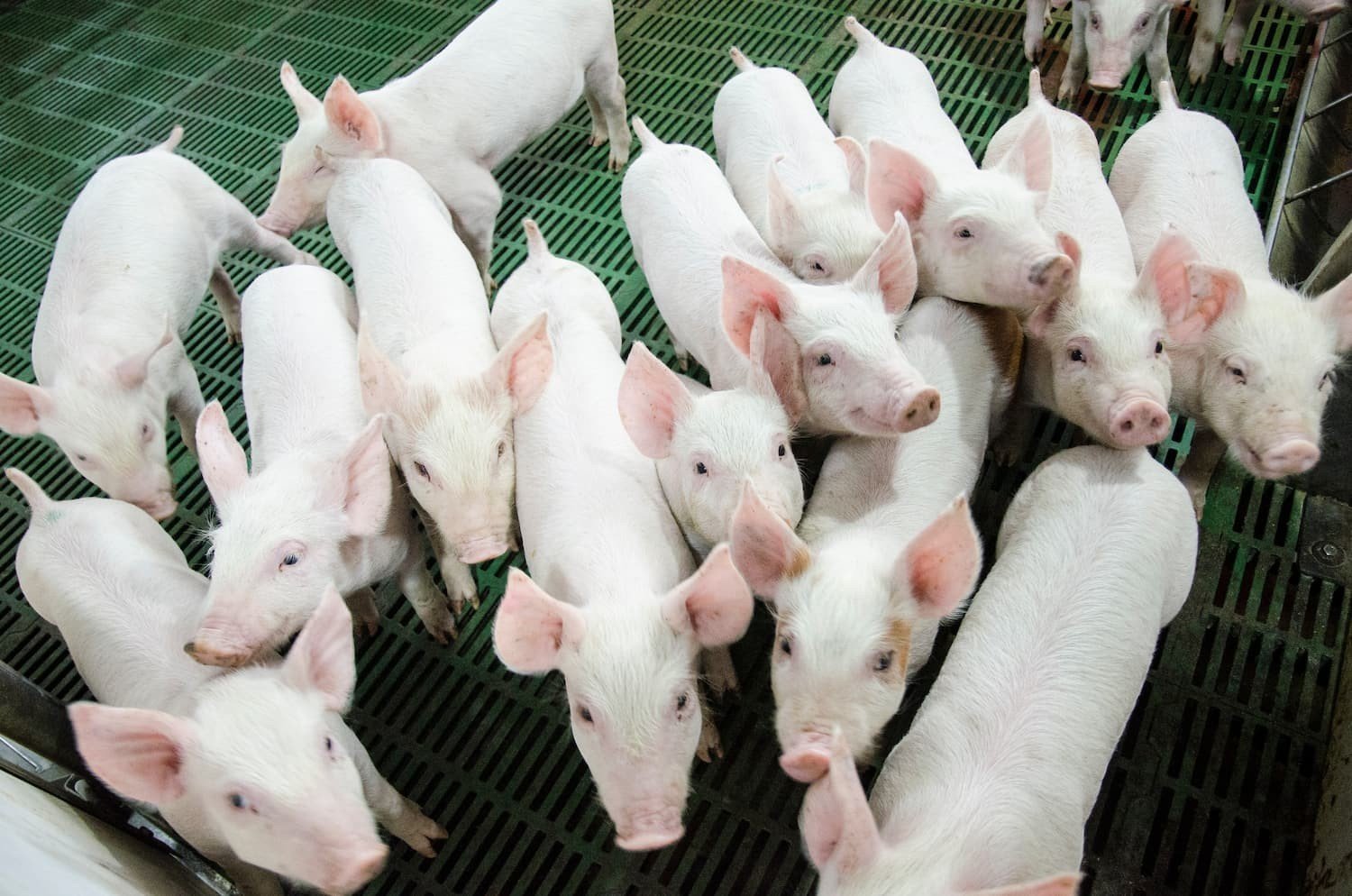 Hoa Phat’s pig farm is considered one of the most modern breeding facilities in Vietnam at the moment.