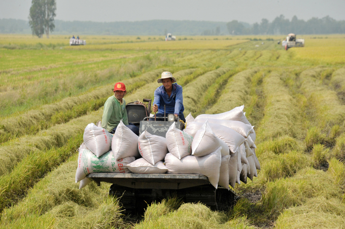 Bộ NN-PTNT cho biết sẽ nghiên cứu tăng diện tích sản xuất lúa vụ thu đông 2023 tại các tỉnh ĐBSCL. Ảnh: LHV.