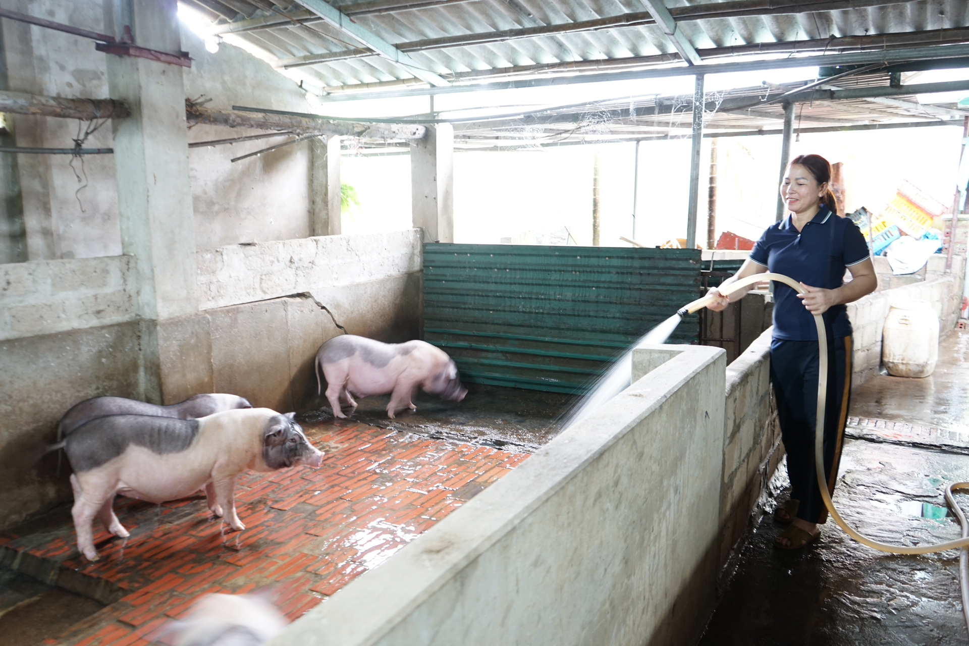 Hiện nay, các HTX chăn nuôi lợn Móng Cái đang được hỗ trợ trong việc liên kết sản xuất theo chuỗi. Ảnh: Quang Dũng.