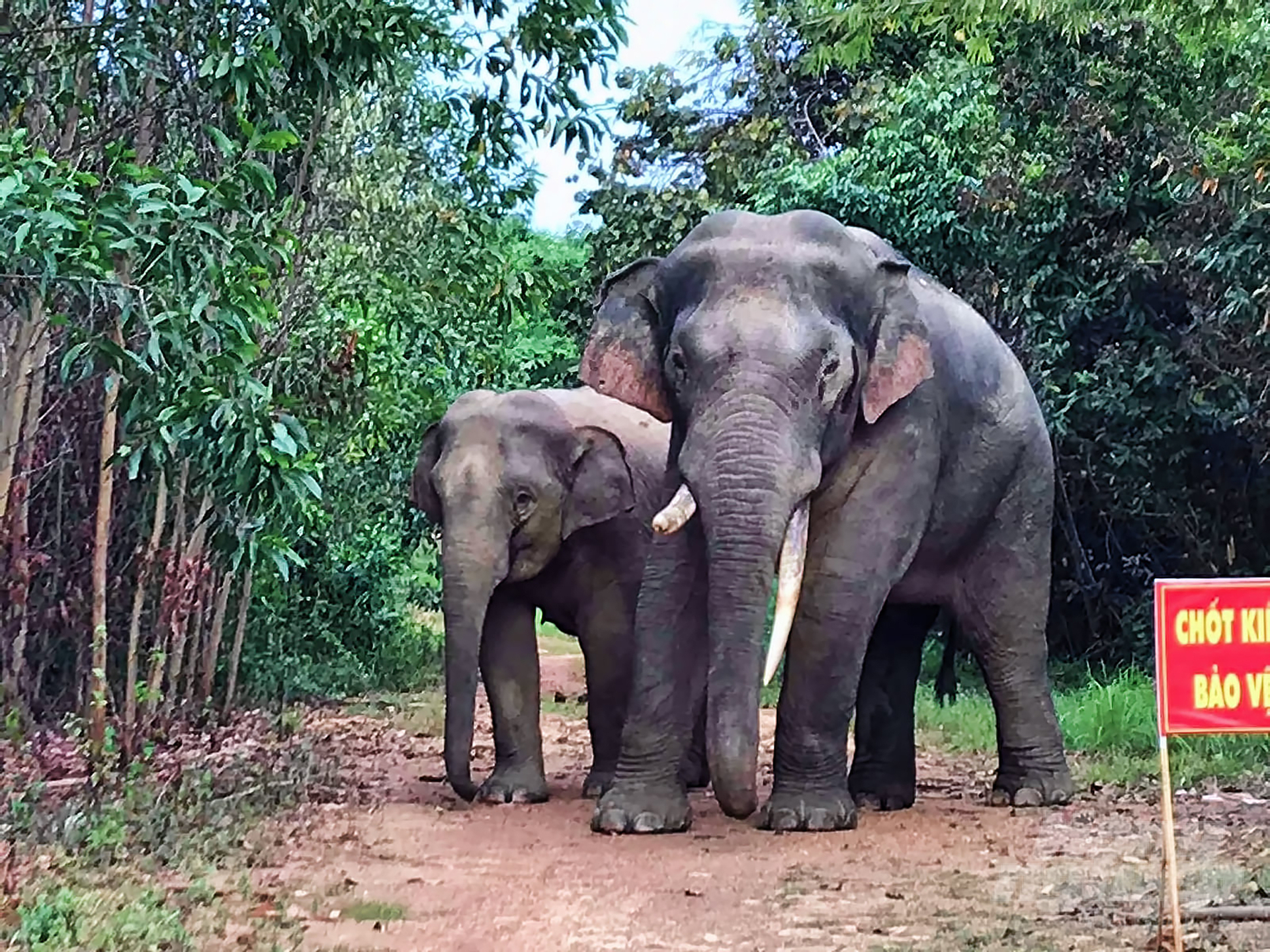 Trên địa bàn tỉnh Đồng Nai hiện có khoảng 20 con voi châu Á, chúng thường kiếm ăn tại Vườn quốc gia Cát Tiên, Khu Bảo tồn thiên nhiên - Văn hóa Đồng Nai. Ảnh: KBT.