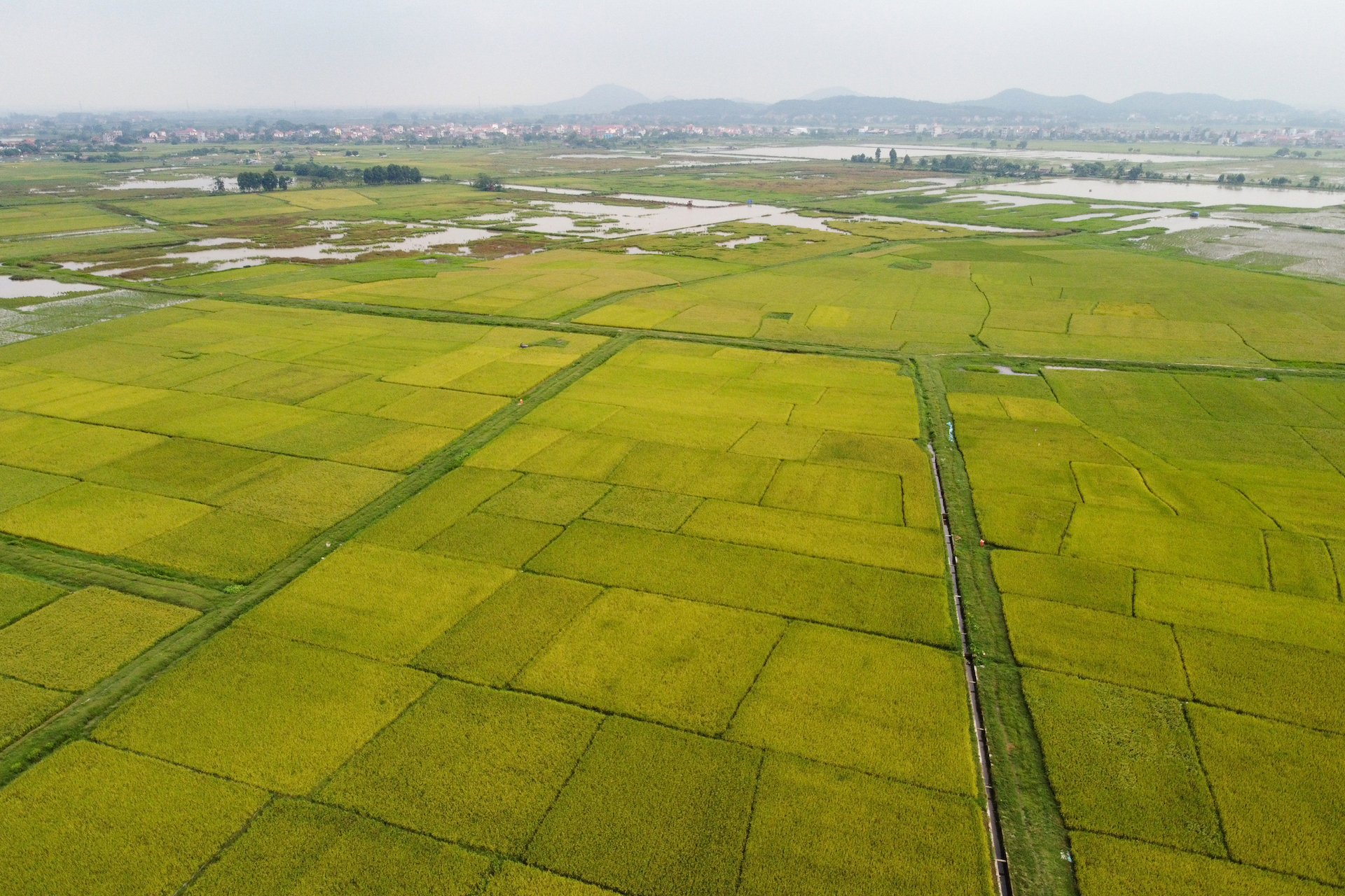 The autumn-winter crop in the Mekong Delta will be increased by 50,000 hectares. Photo: Tung Dinh.