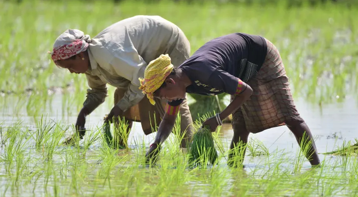 Women planting rice seedlings in a paddy field in Nagaon district of India’s northeastern state of Assam. India, the world’s largest rice exporter banned the exports of non-basmati white rice on Jul. 20. Photo: Xinhua News Agency 