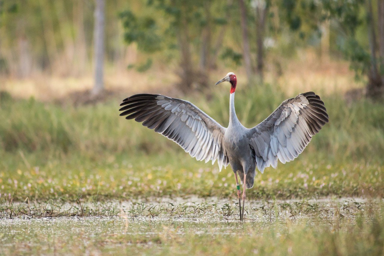 The red-crowned cranes symbolize the culture in the Dong Thap Muoi region.