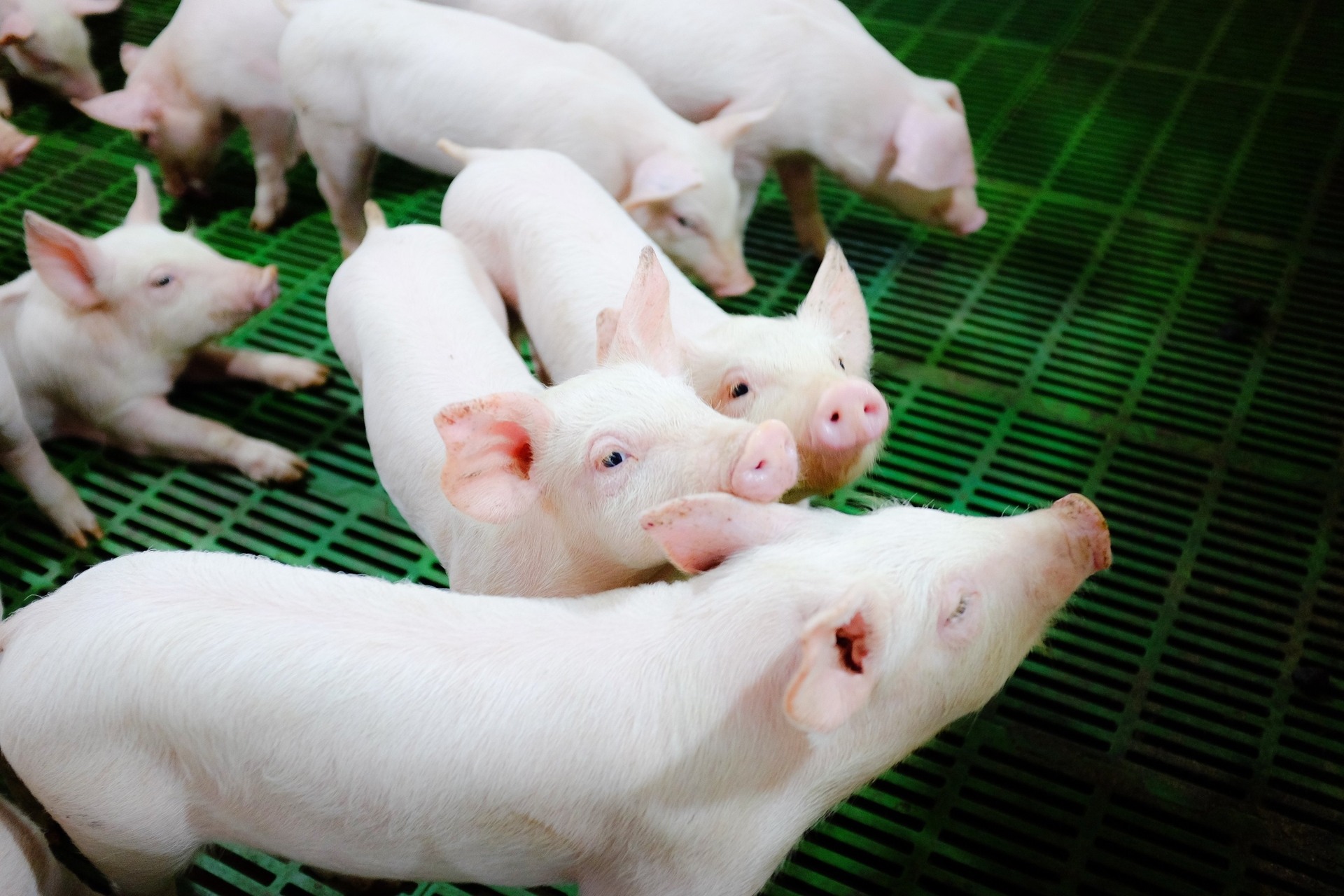 The market has shown many positive signs as the price of pigs fluctuated around VND 60,000/kg in the last two months.
