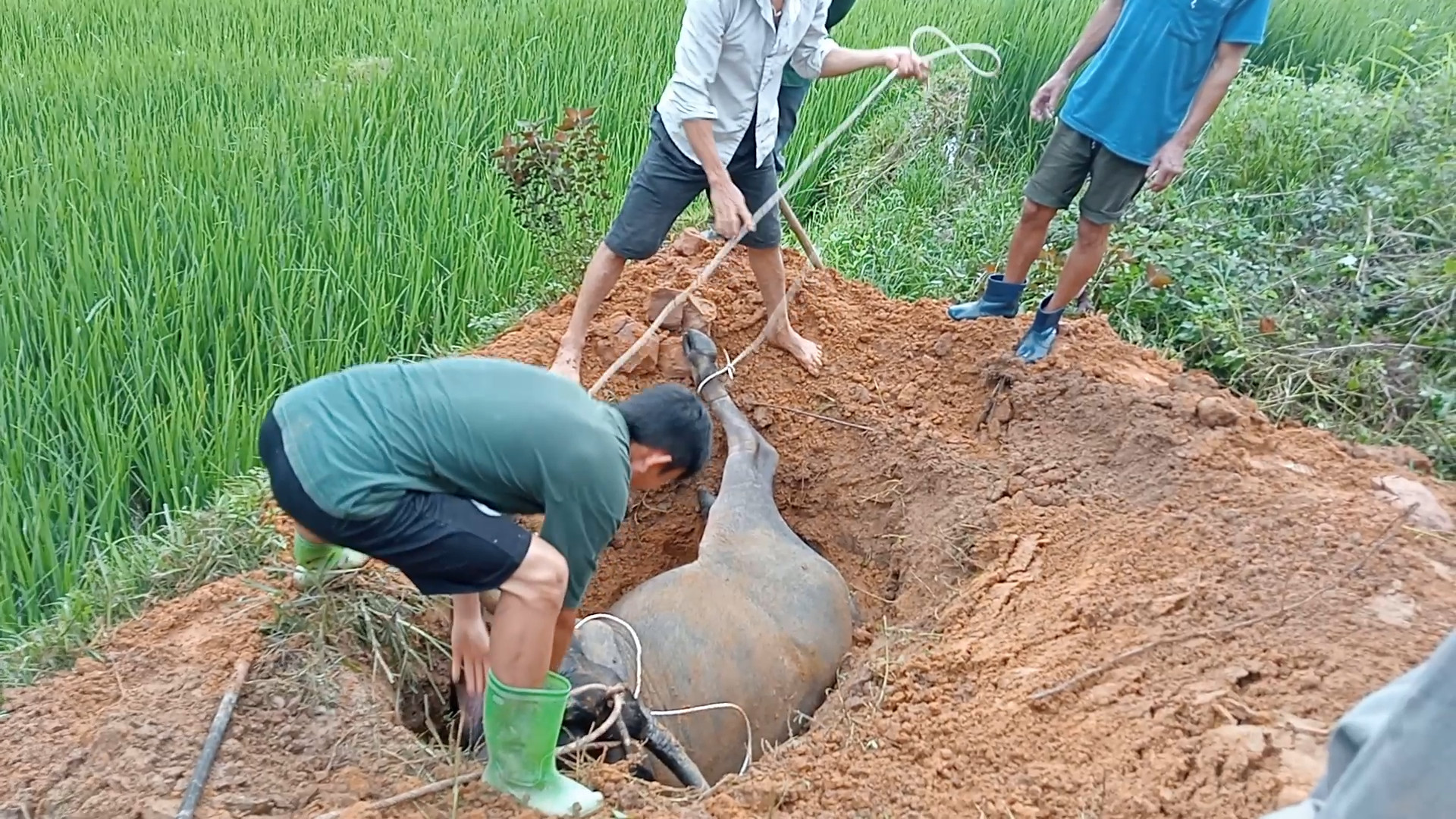 Người dân đem trâu chết đi chôn. Ảnh: HĐ.