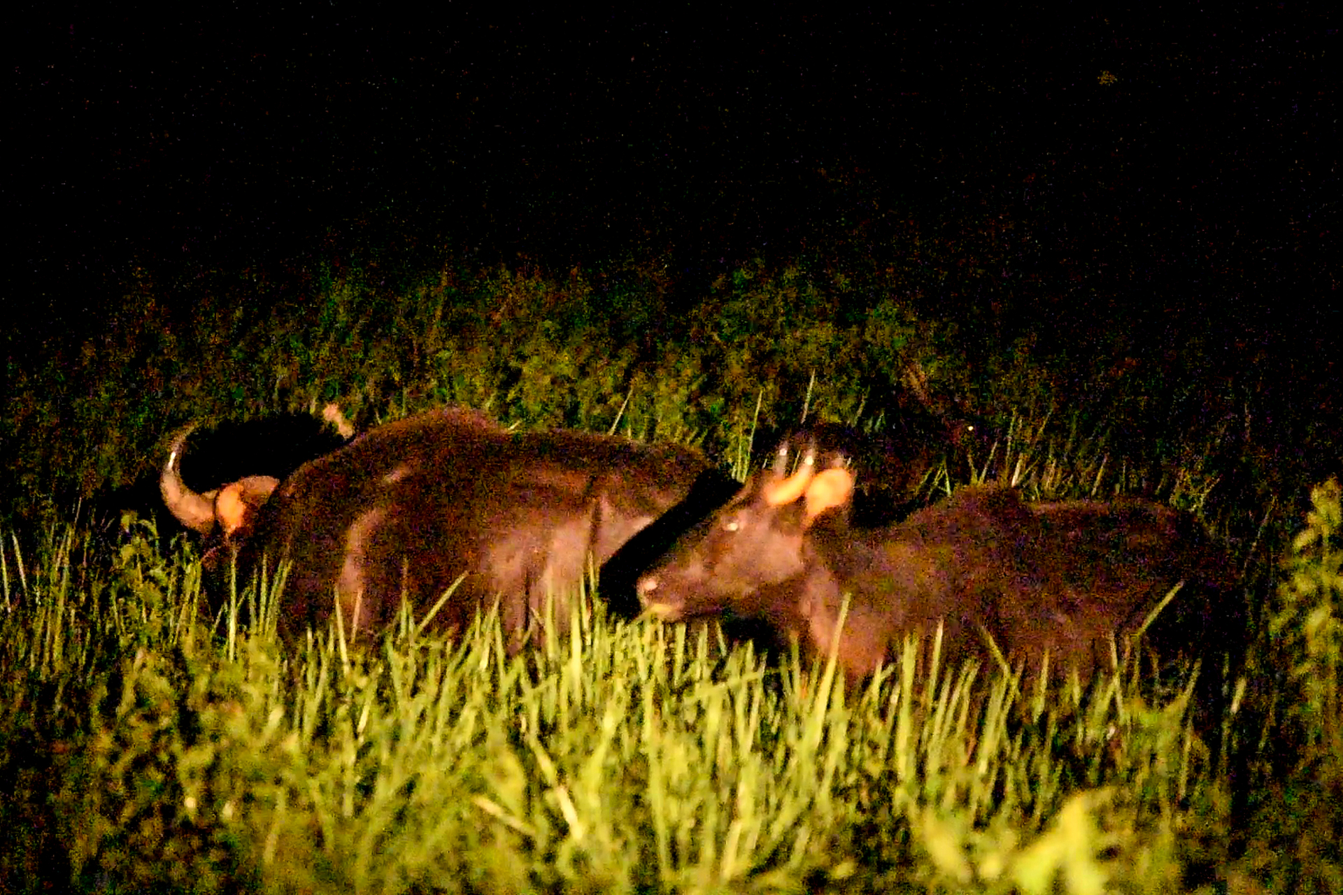 Gaurs appear in Khanh's during the nocturnal animal-watching tour. Photo: Tung Dinh.