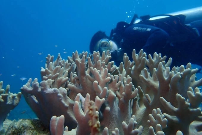 The project aims at 3 goals, 5 results in joining hands to protect coral reefs in Nha Trang Bay. Photo: KN.