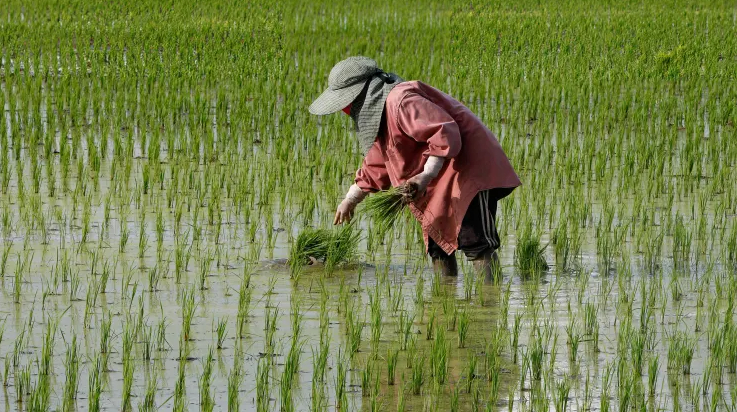 A farmer planting rice sprouts on her rice field in Nakhon Sawan province, north of Bangkok.