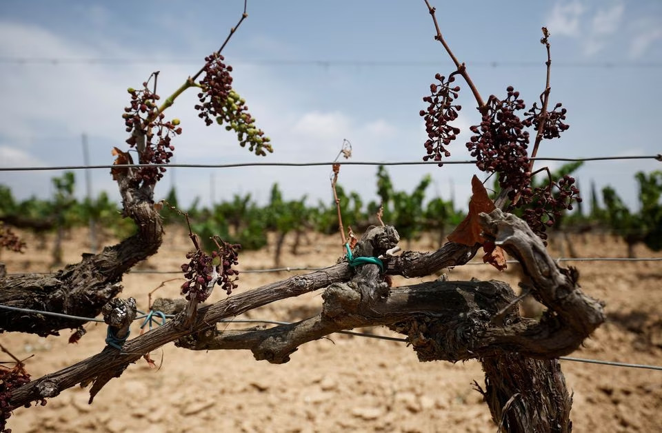 Các chùm nho khô héo được nhìn thấy tại vườn cava Vilarnau, tại nơi sản xuất cava Penedes, phía Nam Barcelona, Tây Ban Nha. 