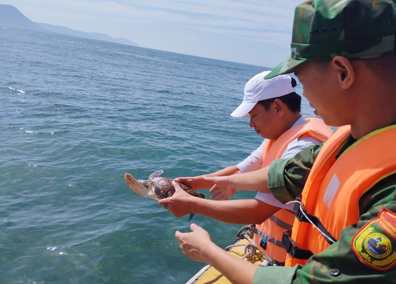 The green sea turtle is released into the natural environment at the Coral Reef Marine Ecosystem Protection Area. Photo: BL.