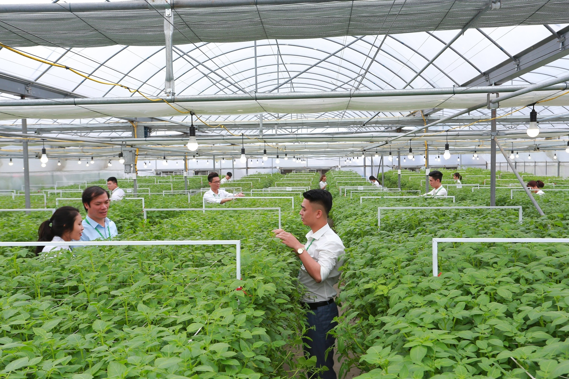 Students of Vietnam National University of Agriculture during their internships at businesses