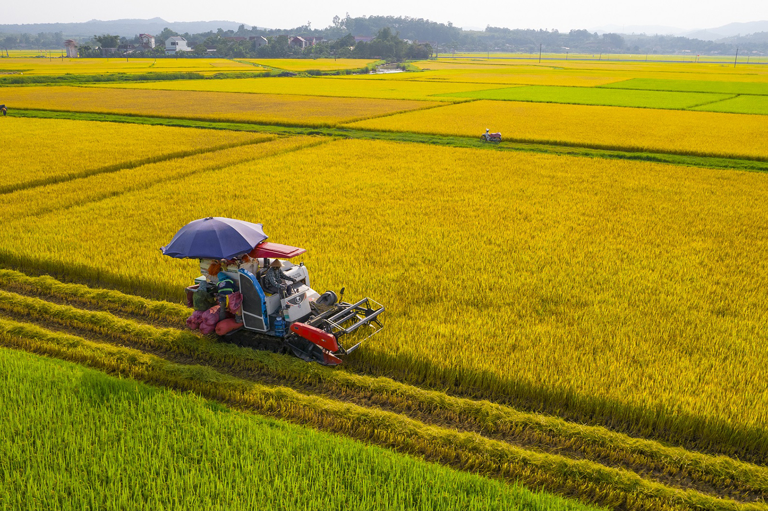 Trong 7 tháng đầu năm, Việt Nam sản xuất hơn 24 triệu tấn lúa, bảo đảm tiêu dùng trong nước và xuất khẩu trên 4,8 triệu tấn gạo với kim ngạch 2,6 tỷ USD, tăng 18,7% về lượng và tăng 29,6% về trị giá. Ảnh: Phạm Văn Thức.