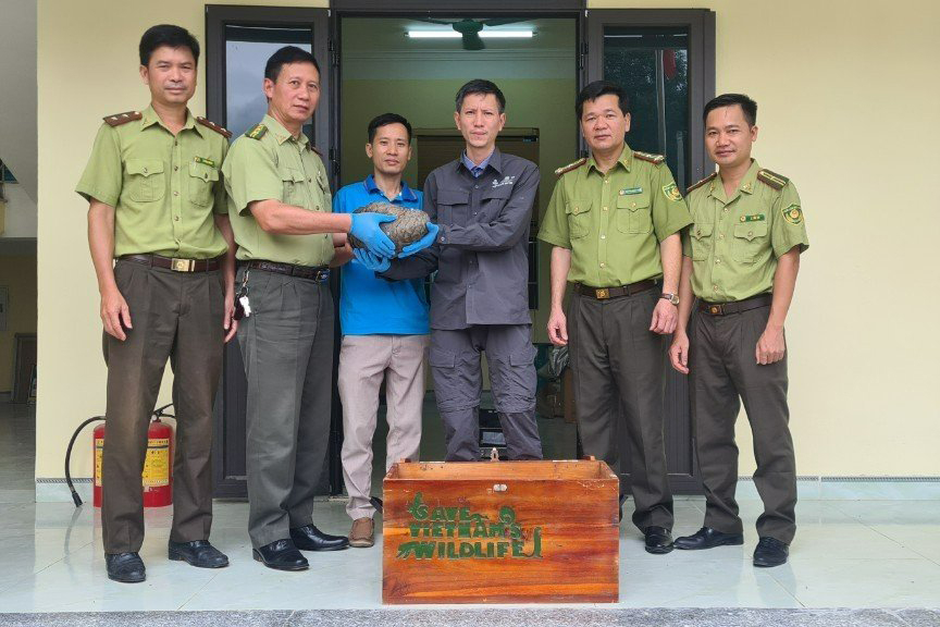 Rescuers brought the pangolin to Cuc Phuong National Park safely. Photo: CNP.