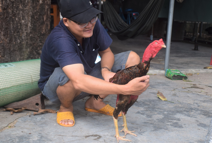 Anh Thái Bửu Bấu đang chăm sóc một trong hàng trăm con gà chiến mà anh đang nuôi. Ảnh: V.Đ.T.