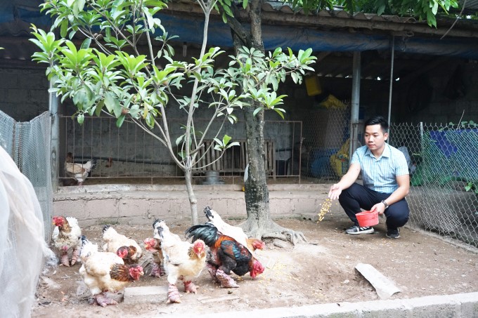 Dong Tao chicken has long been considered a rare and precious purebred chicken breed in Vietnam. Photo: Hong Tham.