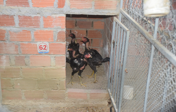 Cận cảnh một 'căn hộ' trong dãy 'chung cư' của những chú gà choai nằm trong khu nuôi gà nòi của anh Bấu. Ảnh: V.Đ.T.