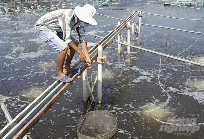 Nông dân nuôi tôm theo quy trình chuẩn đạt chất lượng được thu mua cao hơn thị trường từ 5.000 - 10.000 đồng/kg. Ảnh: Minh Đảm.