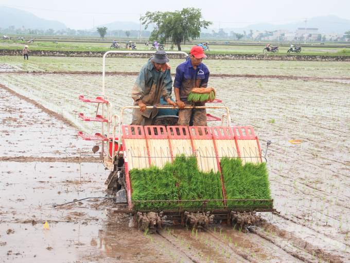 The tray plating - transplanter cultivation costs the least amount of seed in the current transplanting methods. Photo: Trung Quan.