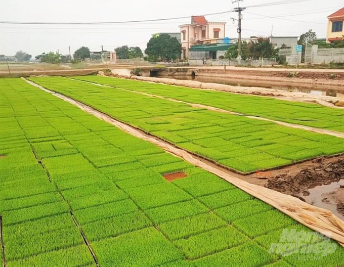 The land fund for tray plating cultivation is currently also a stage that many units and cooperatives struggle with every time they enter the production crop. Photo: Trung Quan.