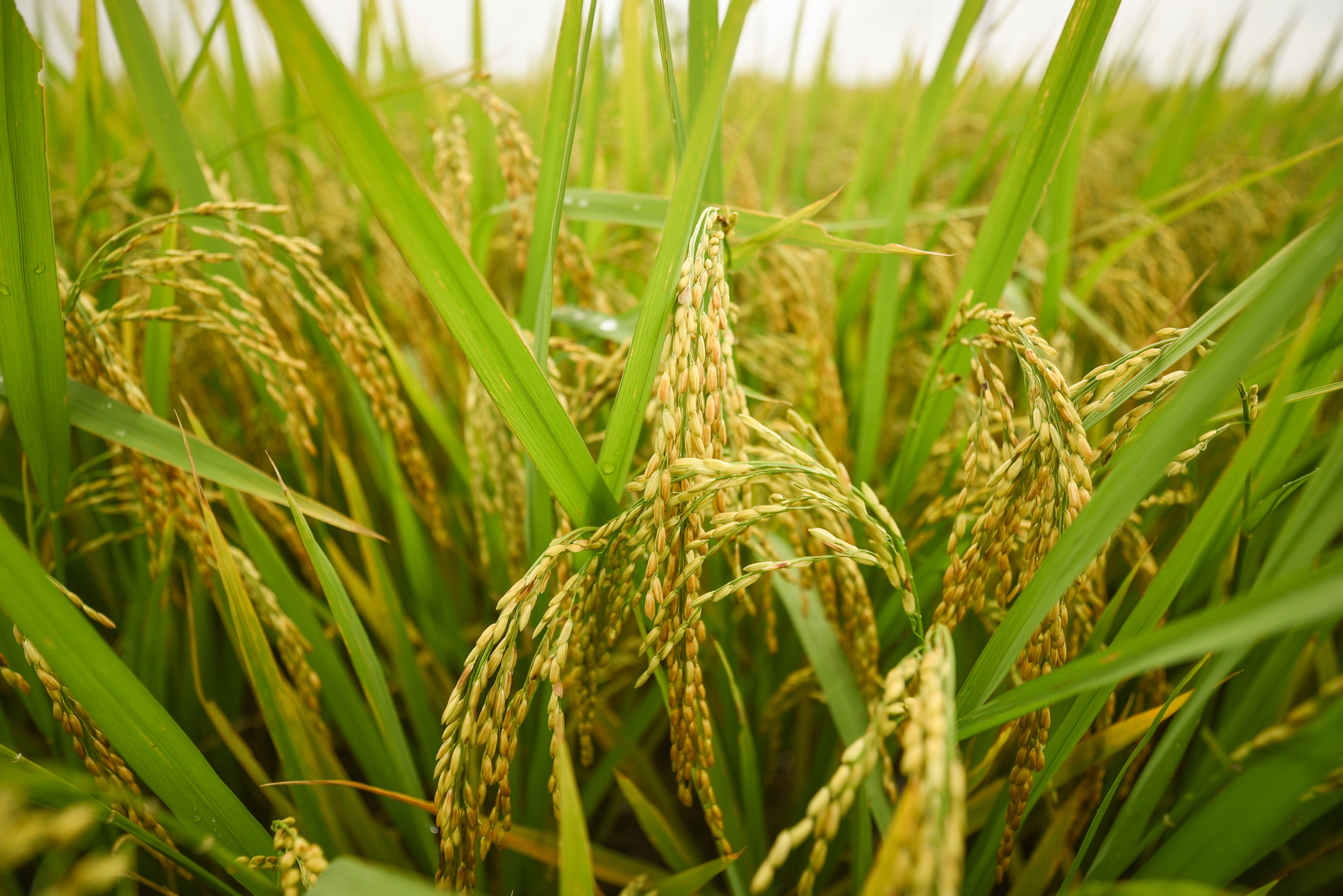 The Prime Minister's directive requires ensuring the yield of 43 million tons of rice per year. Photo: Tung Dinh.