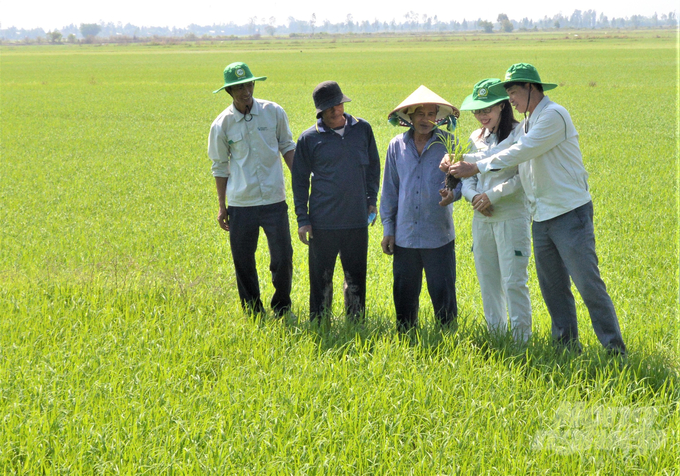 Để phát triển vùng lúa nguyên liệu 100.000ha tại Kiên Giang, Công ty TNHH Dịch vụ nông nghiệp Lộc Trời có nhu cầu lực lượng khuyến nông cộng đồng cùng tham gia thực hiện với số lượng 490 người. Ảnh: Trung Chánh.