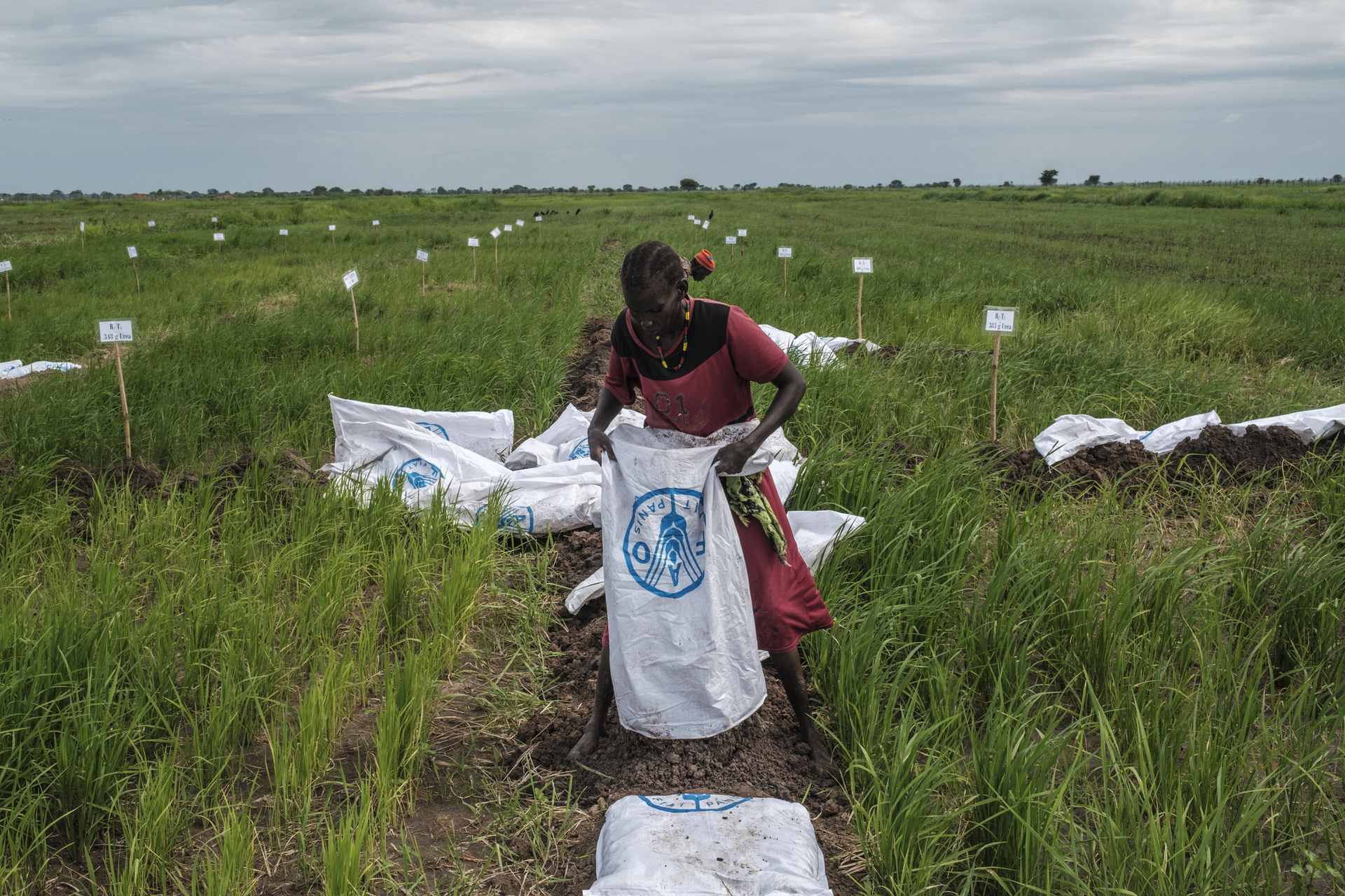 A farmer empties a sack with soil in order to build dykes at the site of the Aweil Rice Scheme, South Sudan.