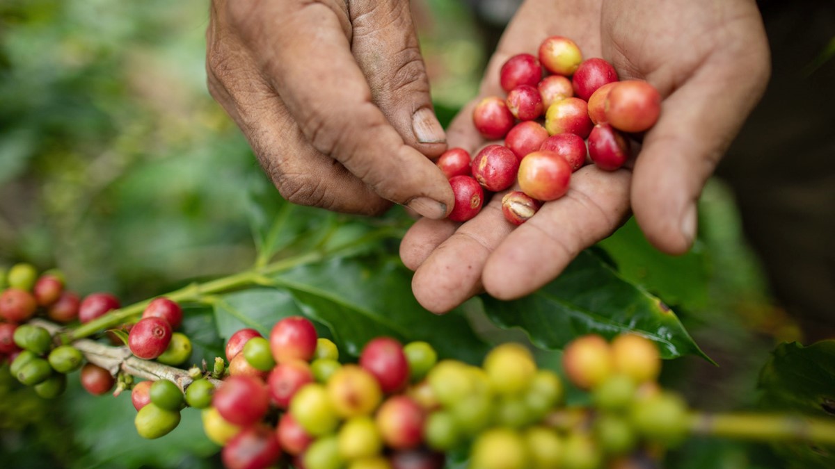 Update on the latest domestic and world coffee prices on 08/6/2023