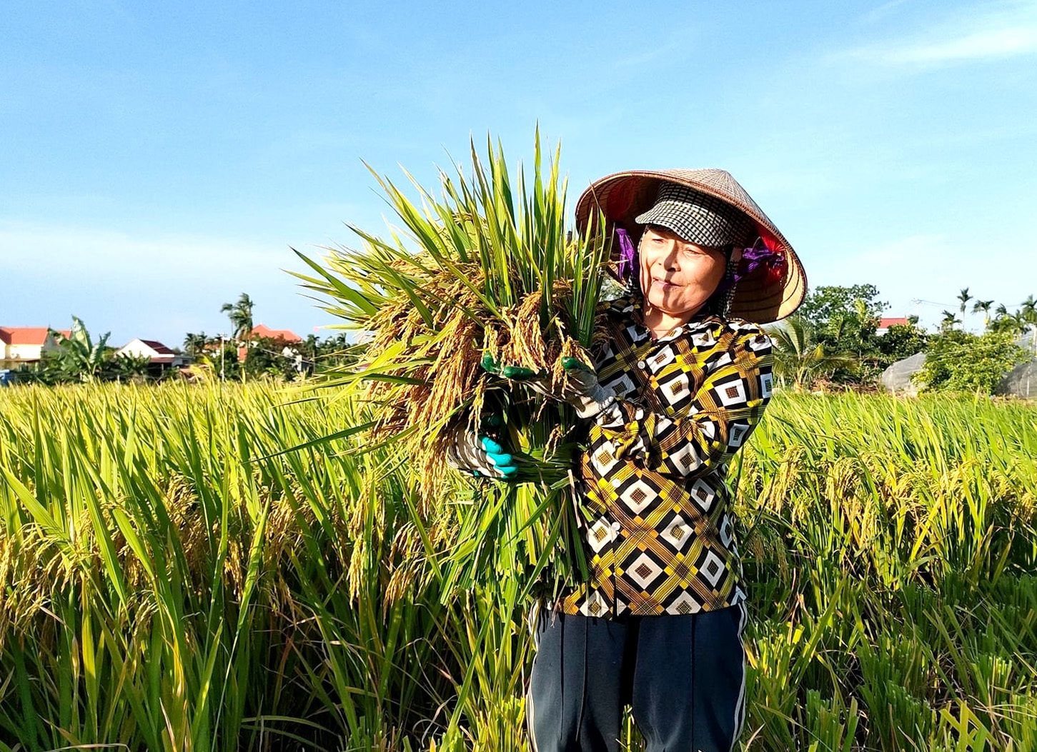 Farmer harvesting rice in Tan Hung district, Long An. Photo: Son Trang.