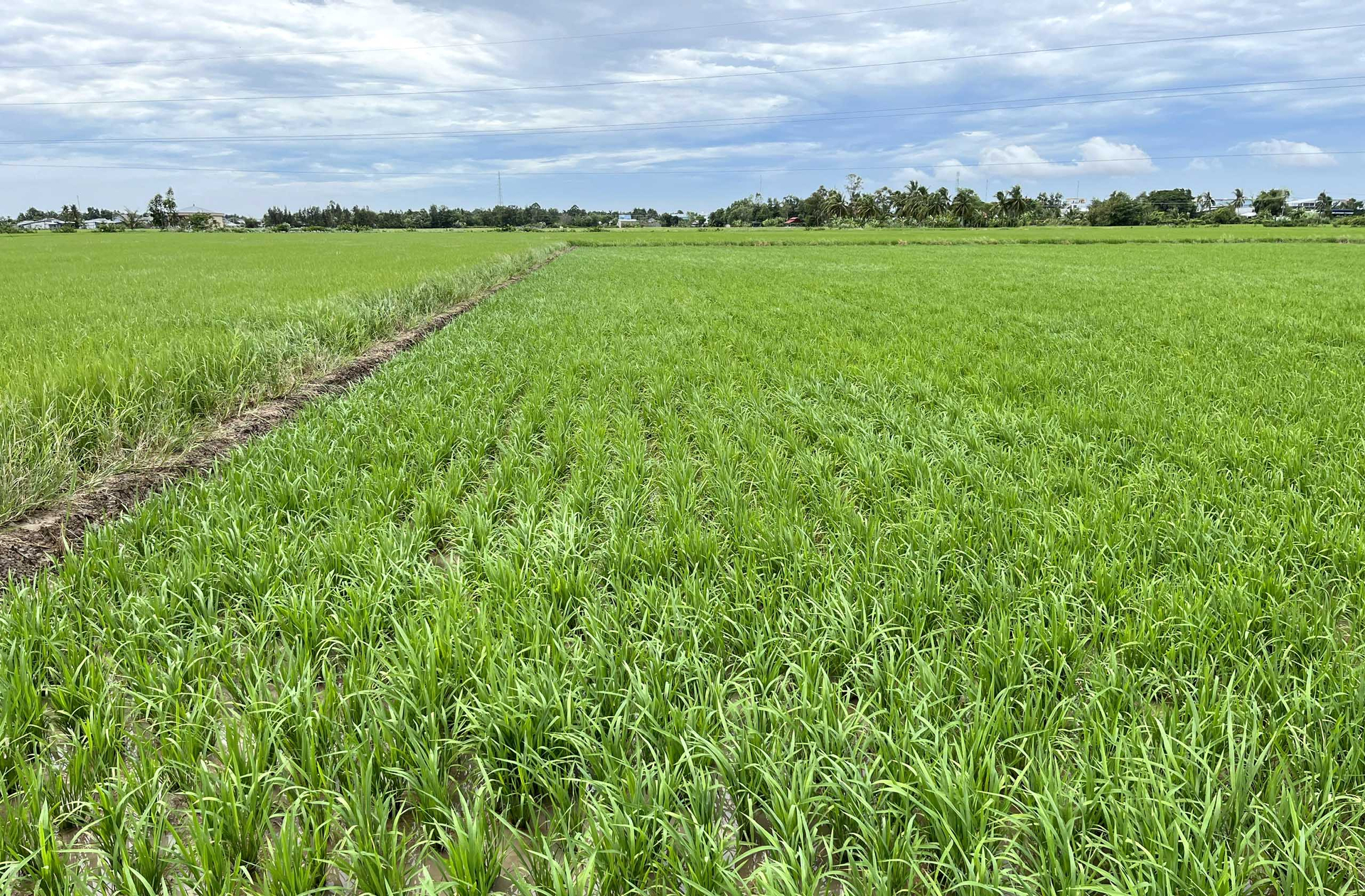 The autumn-winter crop area in the Mekong Delta will increase by about 50,000 hectares. Photo: Son Trang.